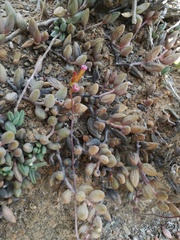 Adromischus filicaulis