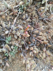 Adromischus filicaulis