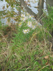 Aster incisus