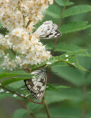 Melanargia epimede