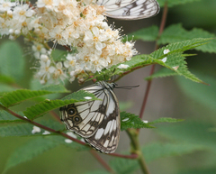 Melanargia epimede