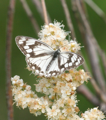 Melanargia halimede