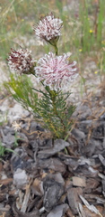 Serruria furcellata
