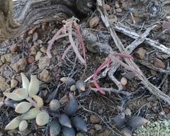 Adromischus filicaulis