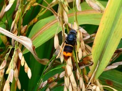 Vespa velutina nigrithorax