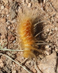 Pygarctia roseicapitis