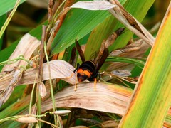 Vespa velutina nigrithorax