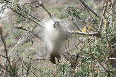 Thaumetopoea pityocampa