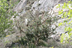 Thaumetopoea pityocampa