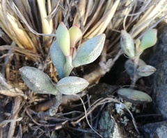 Adromischus filicaulis