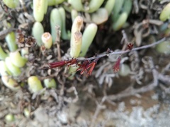 Adromischus filicaulis