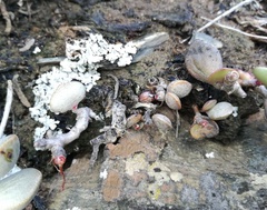 Adromischus filicaulis