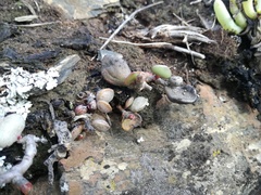 Adromischus filicaulis