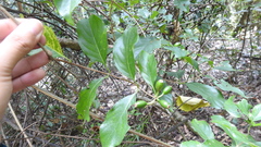 Mussaenda parviflora
