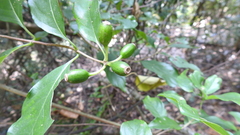 Mussaenda parviflora