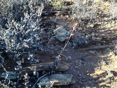 Adromischus filicaulis