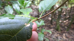 Mussaenda parviflora