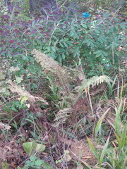 Athyrium rubripes