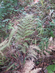 Athyrium rubripes