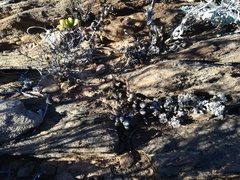 Adromischus filicaulis