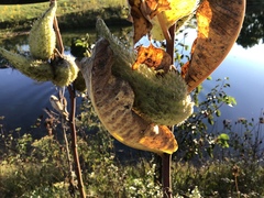 Asclepiadinae