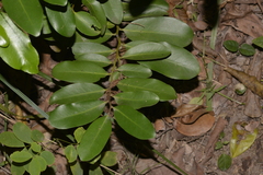Diospyros australis