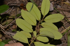 Diospyros australis