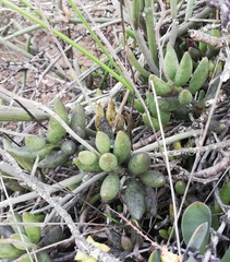 Adromischus filicaulis