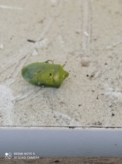 Nezara viridula