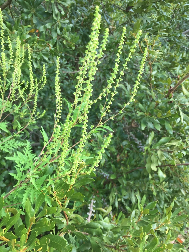common ragweed from CR225, Gainesville, FL, US on October 09, 2020 at