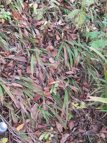 Creeping Broad-leaved Sedge