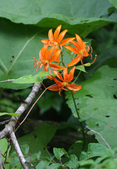 Lilium distichum