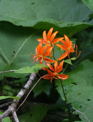 Lilium distichum