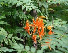 Lilium distichum