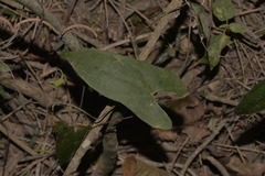 Dioscorea transversa