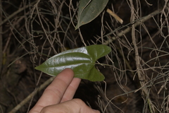 Dioscorea transversa