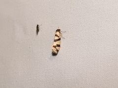 Lepidoscia characota