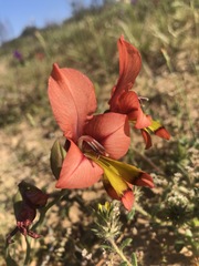 Gladiolus meliusculus