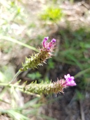 Verbena montevidensis