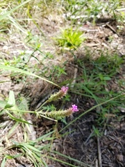 Verbena montevidensis