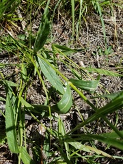Verbena montevidensis