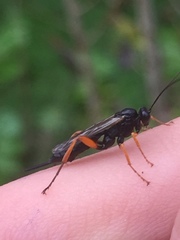Pimpla rufipes