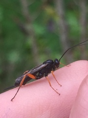 Pimpla rufipes