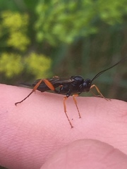 Pimpla rufipes