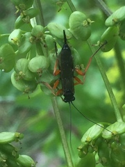 Pimpla rufipes