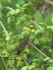 Pimpla rufipes