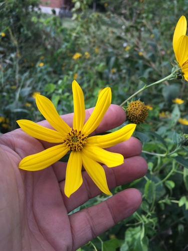 Jerusalem artichoke