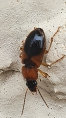 Stenolophus teutonus