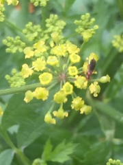 Braconidae