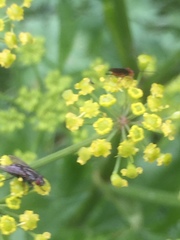 Braconidae